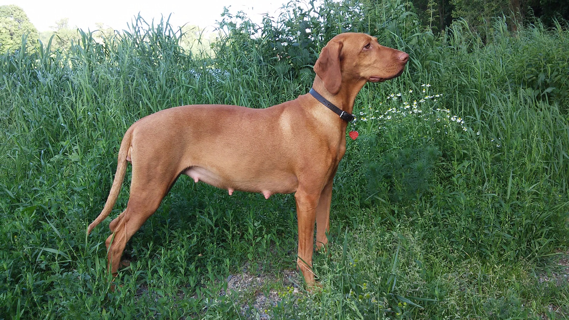 48. den březosti, 27 kg