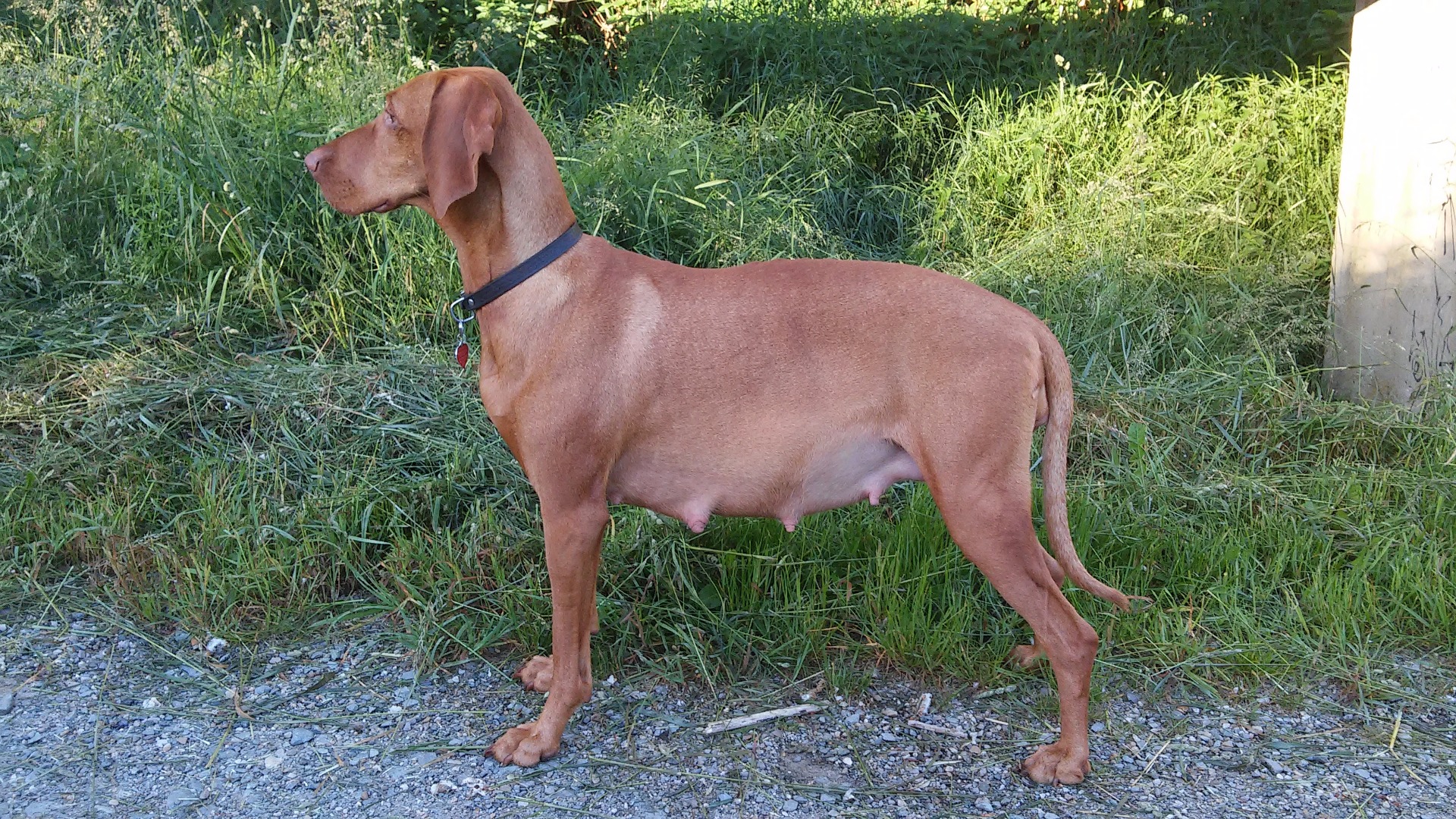 56. den březosti - 29,1 kg