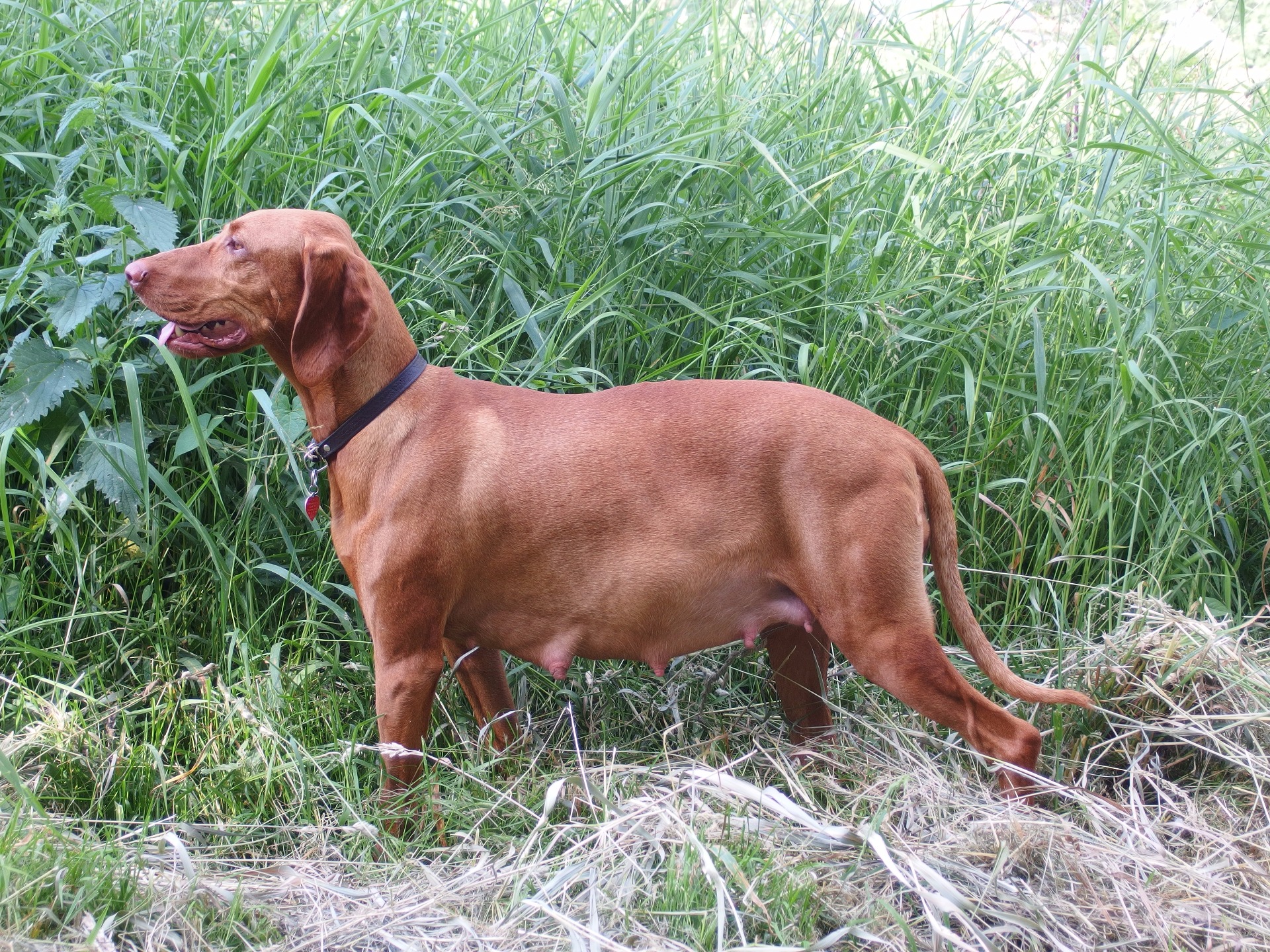 60. den březosti - 29,8 kg